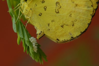 Butterfly laying eggs