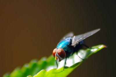 A fly