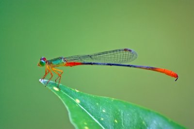 A damsel fly