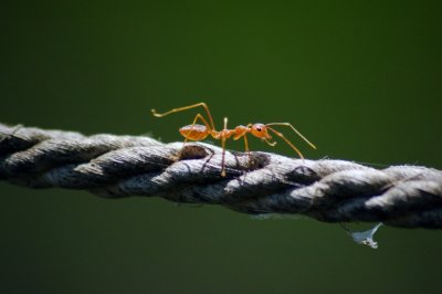 Walking the rope