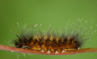 Caterpillar