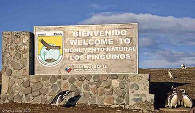 Penguins on Magdalena Island, Chile