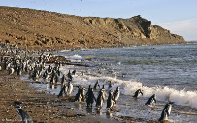 Penguins Bathing
