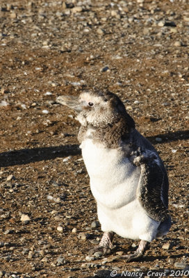 Young Penguin