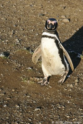 Penguin