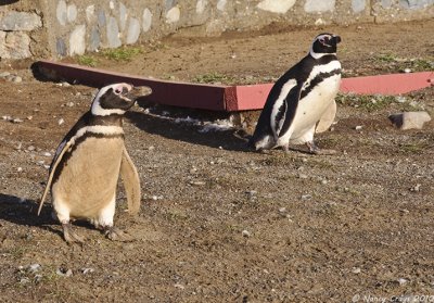 Penguins