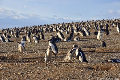 Penguins