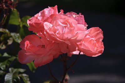 Dark Pink Rose