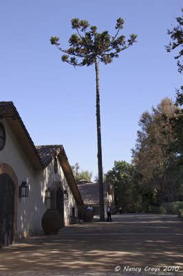 Monkey-Puzzle Tree at Concha y Toro