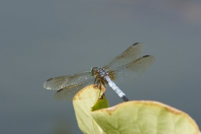 DSC06955a.jpg