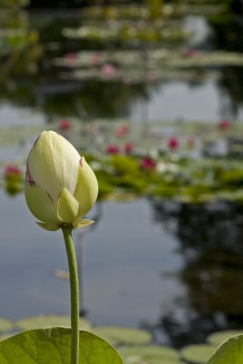 DSC06938a.jpg