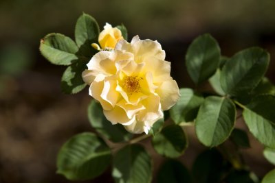 DSC07006a.jpg