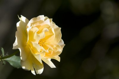 DSC07008a.jpg