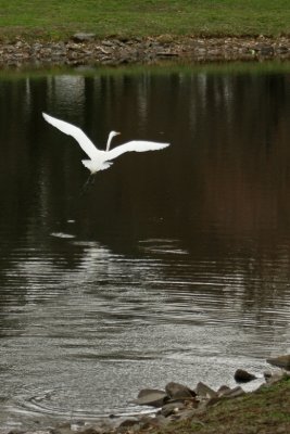 DSC04429a_crop.jpg