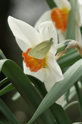 DSC04394a_crop.jpg
