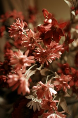 DSC05117a.jpg