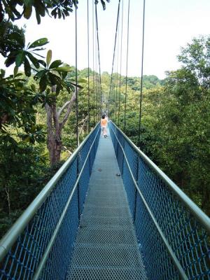 Tree-top bridge