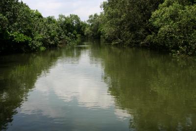 Sungei Buloh Wetland in Singapore