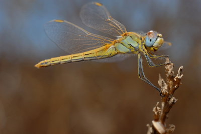 DSC_0005.JPG