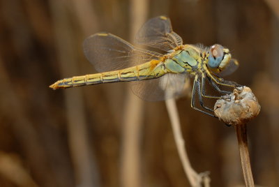 DSC_0006.JPG