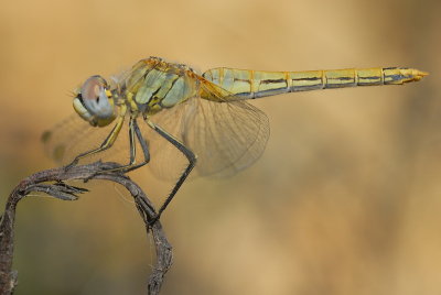 DSC_0111.JPG