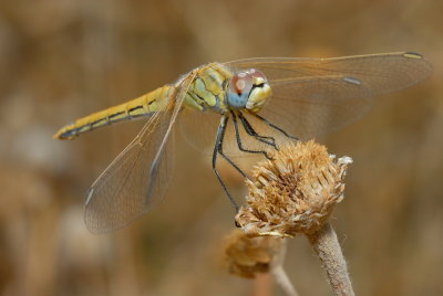 DSC_0117.JPG