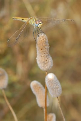 DSC_0118.JPG
