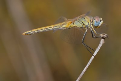 DSC_0120.JPG