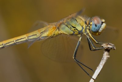 DSC_0121.JPG