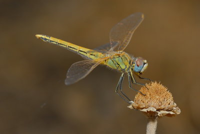 DSC_0124.JPG