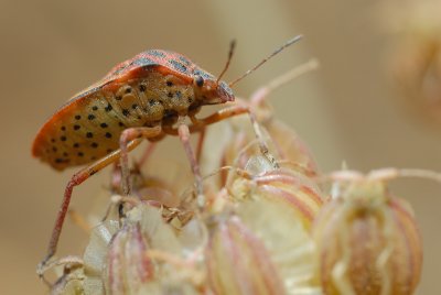 DSC_0012.JPG