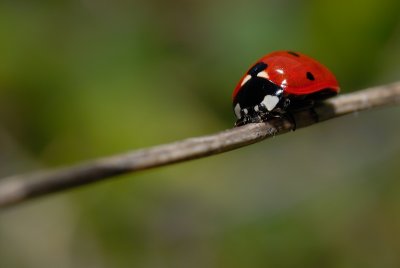 DSC_0008.JPG