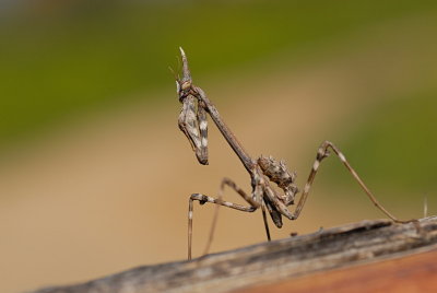 DSC_0029.JPG