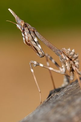 DSC_0033.JPG