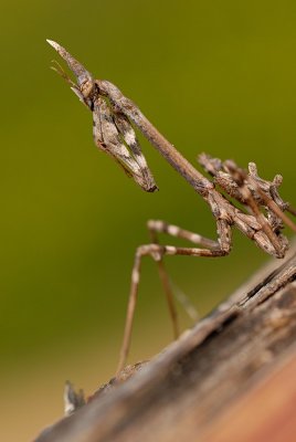 DSC_0044.JPG