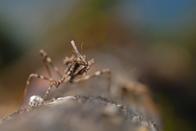 DSC_0050.JPG