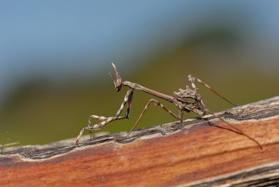 d200_praying_mantis