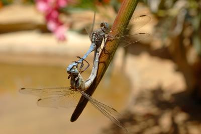 DSC_0130.jpg