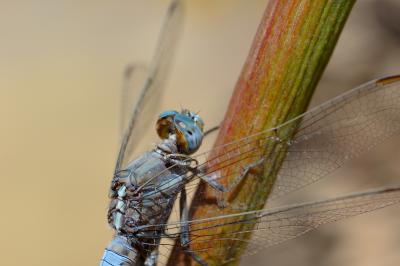 DSC_0141.jpg