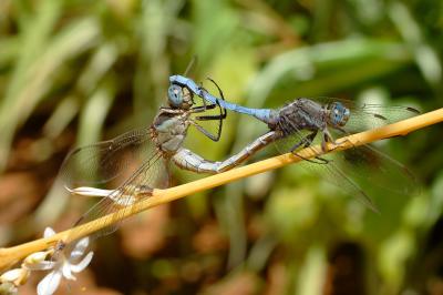 DSC_0158.jpg