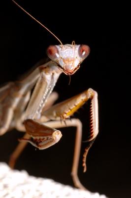 Praying mantis _DSC0115.jpg