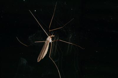 DSC_0043.jpg