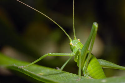 DSC_0077.jpg