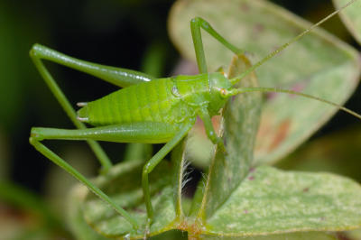 DSC_0061.jpg
