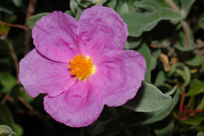DSC_0155.jpg