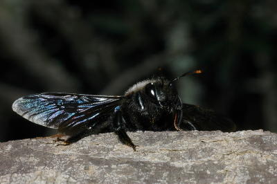 DSC_0044.jpg