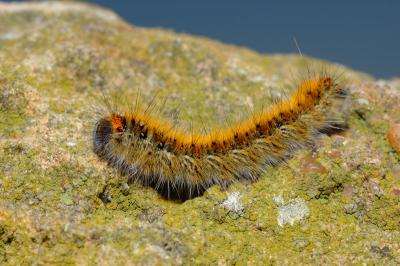 DSC_112.jpg