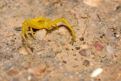 DSC_0089.jpg