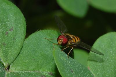 DSC_0065.jpg