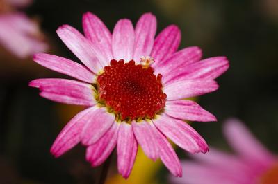 DSC_0017.JPG